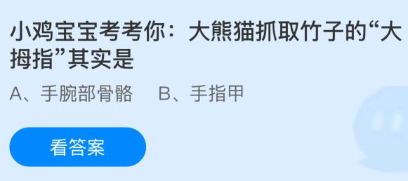 小鸡宝宝考考你：大熊猫抓取竹子的大拇指其实是