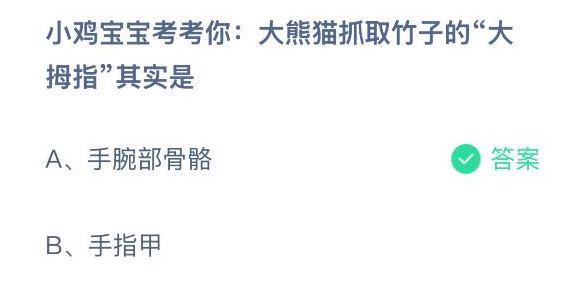 小鸡宝宝考考你：大熊猫抓取竹子的大拇指其实是